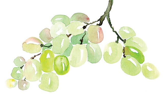 Five new-to-Nova-Scotia grape varieties
