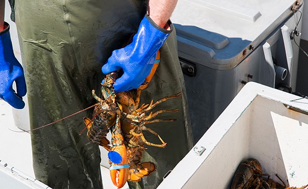 The Donald Marshall decision and Digby’s lobster wars
