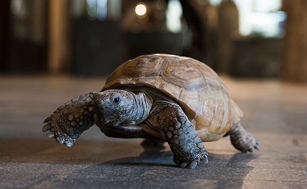 Gus the tortoise is free—like ice cream, not like Britney—this summer as part of the province's no-admission-fee museum plan. IAN SELIG