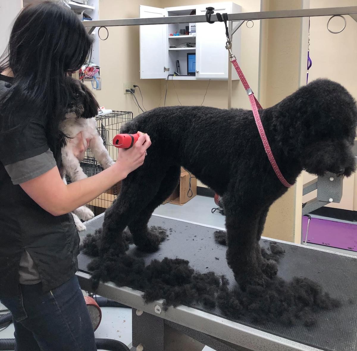 Rowley Dog Grooming  Dog Wash, Nail Trim