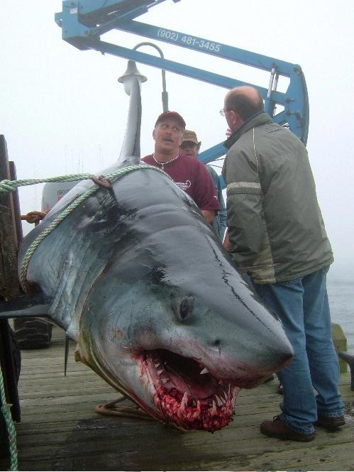 Yes, this giant shark was caught off the coast of Nova Scotia