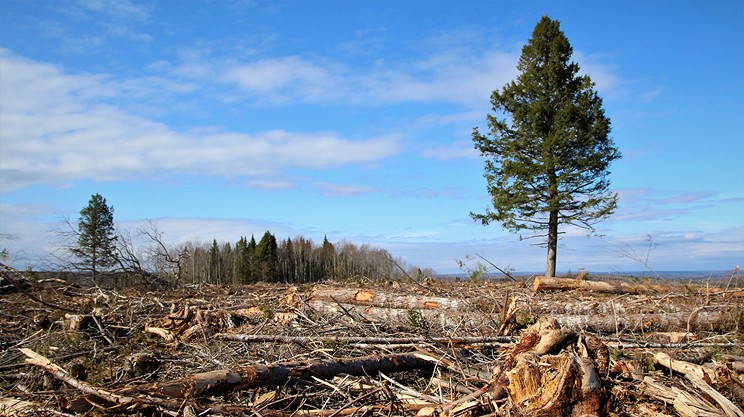 Forestry review needs further review