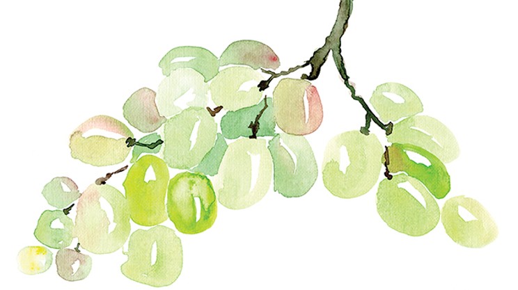 Five new-to-Nova-Scotia grape varieties