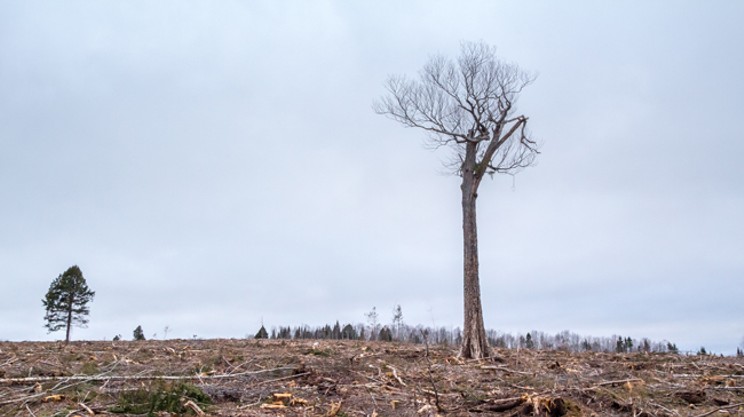 Clearcutting our losses