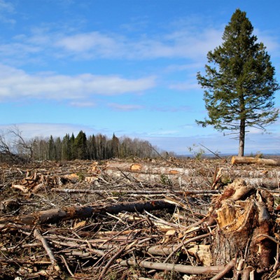 Want to reduce clearcutting? Clear out Natural Resources